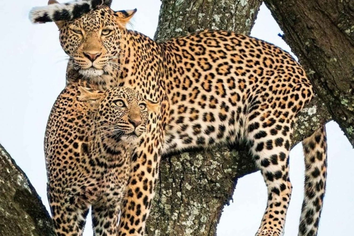 Jaipur: Jhalana leopard safari private tour