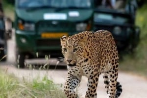 Jaipur: Jhalana/Amagarh leopard safari private tour