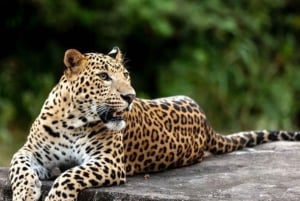Jaipur: Jhalana/Amagarh leopard safari private tour