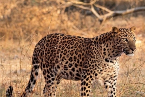 Jaipur: Jhalana/Amagarh leopard safari private tour