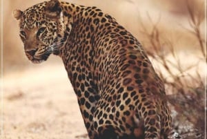 Jaipur: Jhalana/Amagarh leopard safari private tour