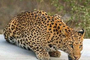 Jaipur: Jhalana/Amagarh leopard safari private tour
