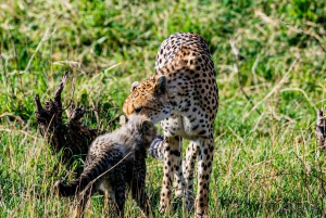 Jaipur: Excursión al safari en leopardo de Jhalana con servicio de recogida del hotel