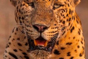 Jaipur: Excursión al safari en leopardo de Jhalana con servicio de recogida del hotel