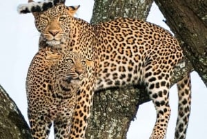 Jaipur: Jhalana leopard safari wycieczka prywatna