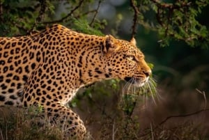Jaipur: Jhalana leopard safari wycieczka prywatna