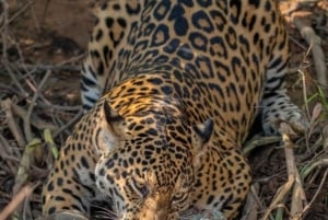 Jaipur: Jhalana leopard safari wycieczka prywatna