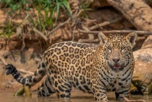 Jaipur: Jhalana leopard safari wycieczka prywatna