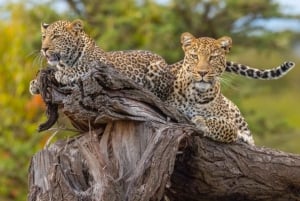 Jaipur: Jhalana leopard safari wycieczka prywatna
