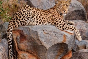 Jaipur: Jhalana leopard safari wycieczka prywatna