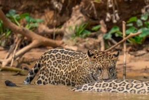 Jaipur: Jhalana leopard safari wycieczka prywatna