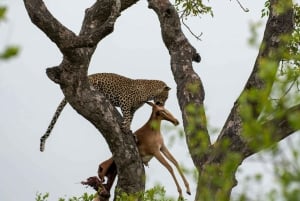 Jaipur: Jhalana leopard safari wycieczka prywatna