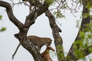 Jaipur: Jhalana leopard safari wycieczka prywatna