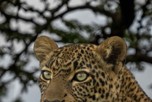 Jaipur: Jhalana safari en leopardo tour privado