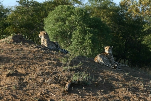 Jaipur: Jhalana safari en leopardo tour privado