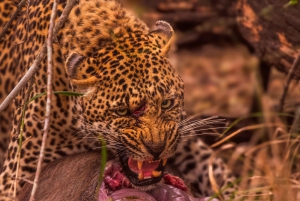 Jaipur: Jhalana safari en leopardo tour privado