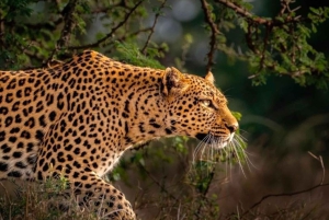 Jaipur: Jhalana safari en leopardo tour privado