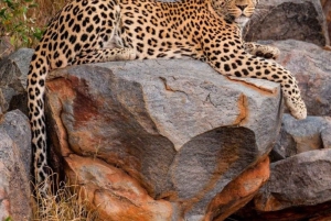 Jaipur: Jhalana safari en leopardo tour privado