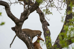 Jaipur: Jhalana safari en leopardo tour privado