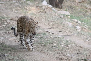 Jaipur: Jhalana Leopard Safari Tour