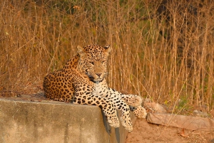 Jaipur: Jhalana Leopard Safari Tour