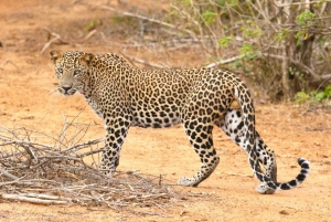 Jaipur: Excursión al safari en leopardo de Jhalana con servicio de recogida del hotel