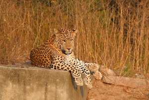 Джайпур: Сафари-тур по леопарду в Джалане