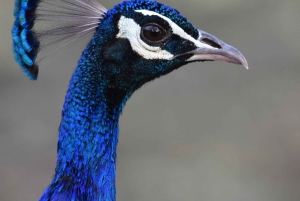 Jaipur: Jhalana Leopard Safari with Bird Watching