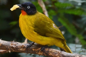 Jaipur: Safári de leopardos em Jhalana com observação de pássaros