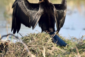 Jaipur: Safári de leopardos em Jhalana com observação de pássaros