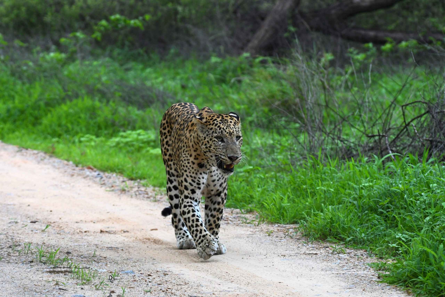 Jaipur: Private Jhalana Leopard Safari Tour