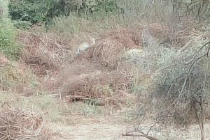 Jaipur: Jhalana Amagarh Leopard Reserve 4×4 Jeep Safari