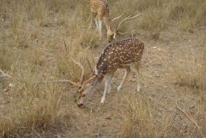 Jaipur: Leopards Safari Tour at Jhalana l Spot Wild Animals