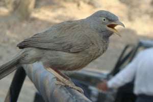 Jaipur: Leopards Safari Tour at Jhalana l Spot Wild Animals