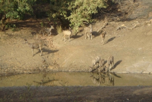 Jaipur: Leopards Safari Tour at Jhalana l Spot Wild Animals