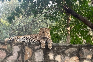 Jaipur: Leopards Safari Tour at Jhalana l Spot Wild Animals