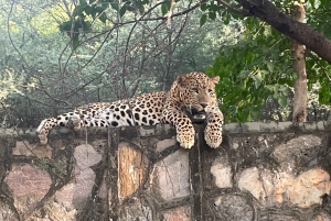 Jaipur: Leopards Safari Tour at Jhalana l Spot Wild Animals