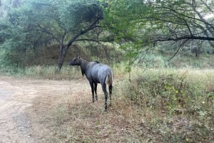 Jaipur: Leopards Safari Tour at Jhalana l Spot Wild Animals