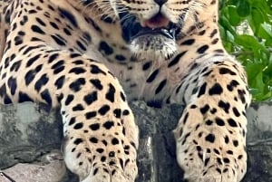 Jaipur: Leopards Safari Tour at Jhalana l Spot Wild Animals