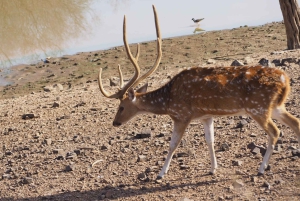 Jaipur: Leopards Safari Tour at Jhalana l Spot Wild Animals