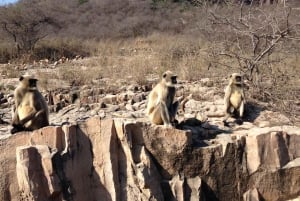 Jaipur: Leopards Safari Tour at Jhalana l Spot Wild Animals