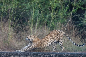 Jaipur: Leopards Safari Tour at Jhalana l Spot Wild Animals
