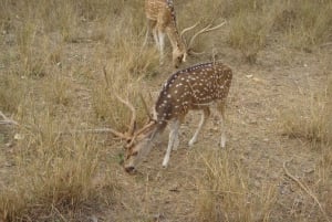 Jaipur: Leopards Safari Tour at Jhalana l Spot Wild Animals