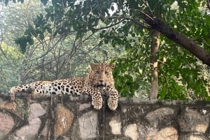 Jaipur: Leopards Safari Tour at Jhalana l Spot Wild Animals