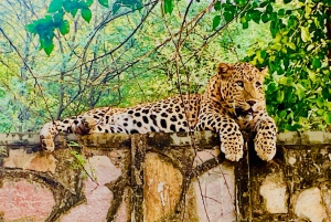Jaipur: Leopards Safari Tour at Jhalana l Spot Wild Animals