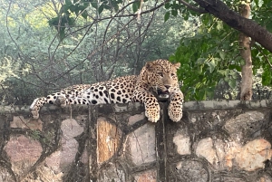 Jaipur: Leopards Safari Tour at Jhalana l Spot Wild Animals
