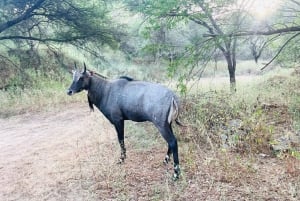 Jaipur: Leopards Safari Tour at Jhalana l Spot Wild Animals