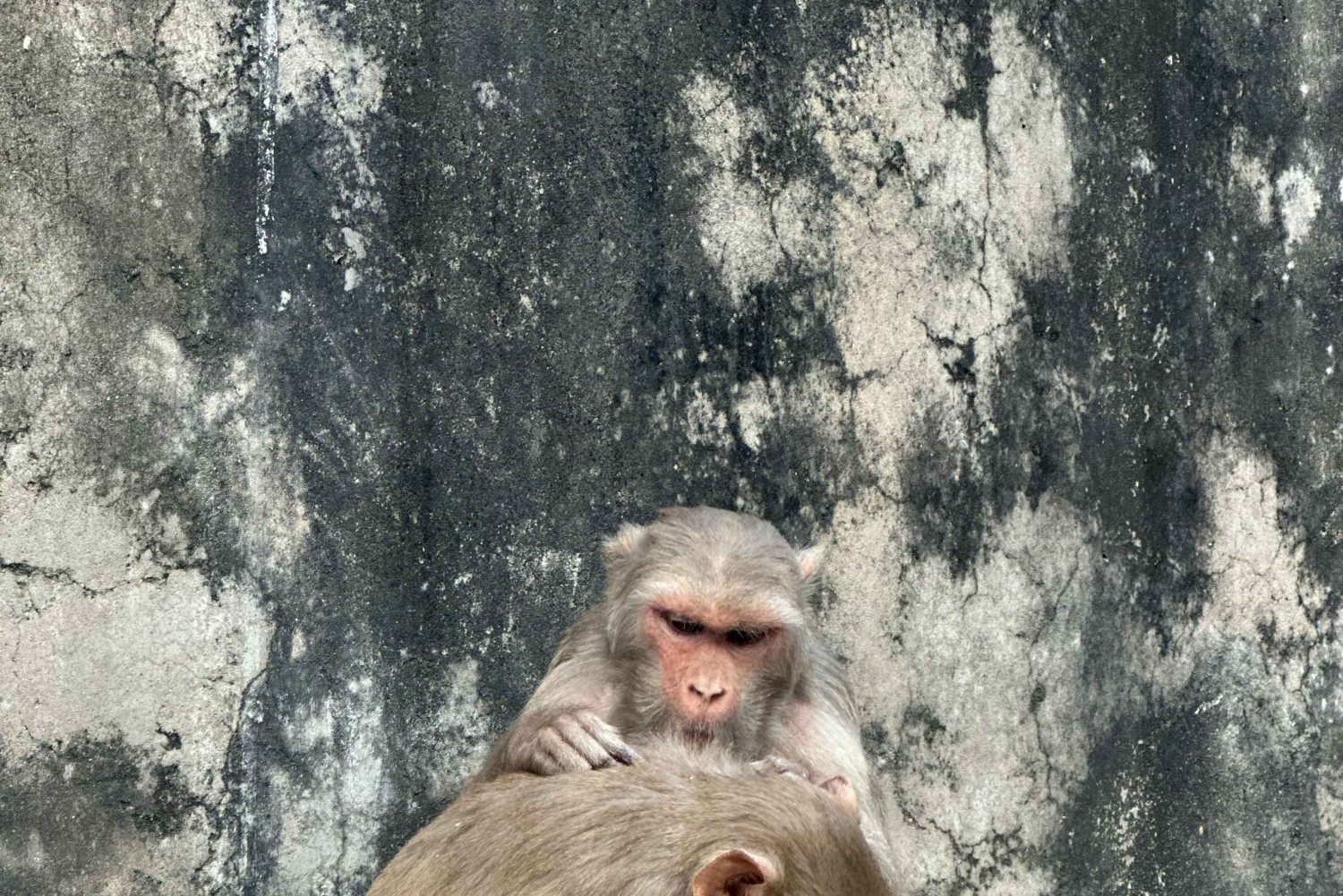 Jaipur: rondleiding door de Apen Tempel en de Zonnetempel
