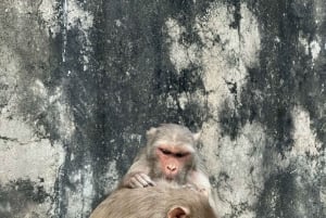 Jaipur: Monkey Temple and Sun Temple Guided Tour