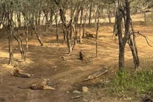 Jaipur: Safari matutino a Sariska con comida y traslados